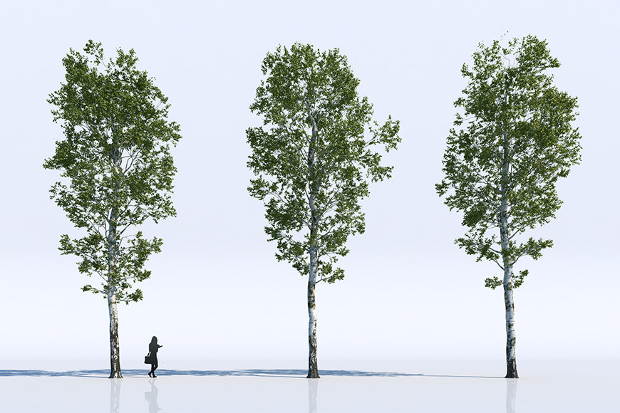 3d-models-trees-gallery-1.jpg