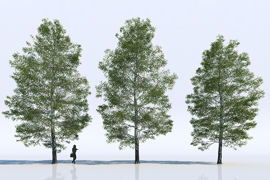 3d-models-trees-gallery-2.jpg