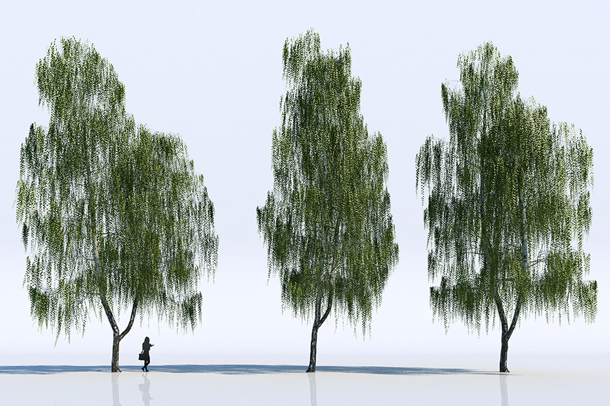 3d-models-trees-gallery-4.jpg
