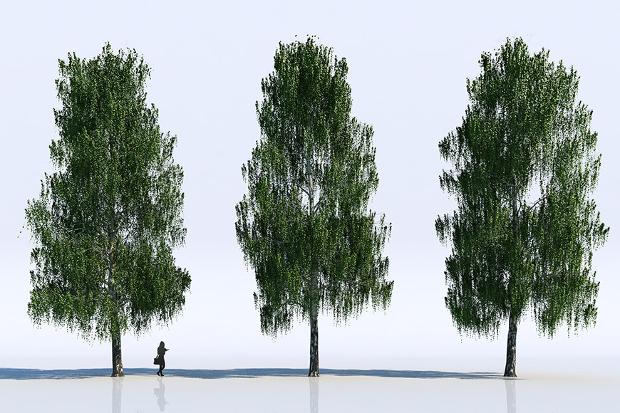 3d-models-trees-gallery-5.jpg