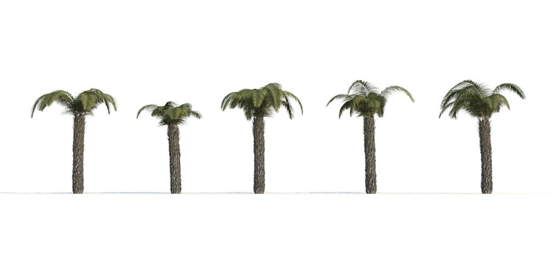 itrees-palms-ButiaCapitata_0003.jpg