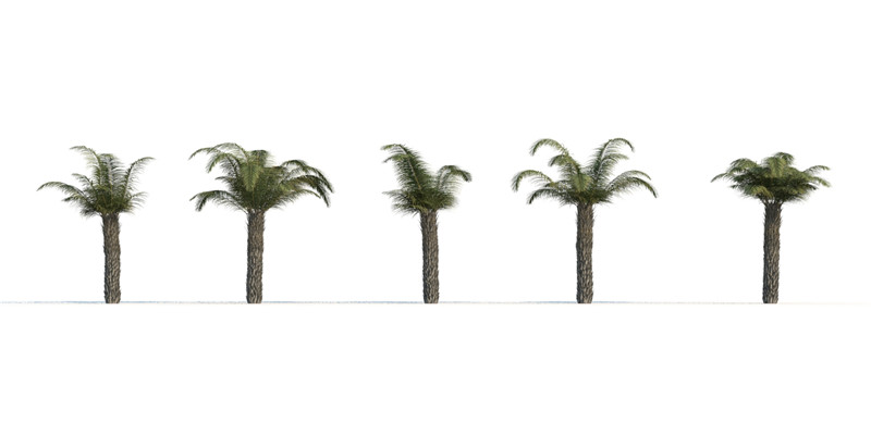 itrees-palms-ButiaCapitata_0004.jpg