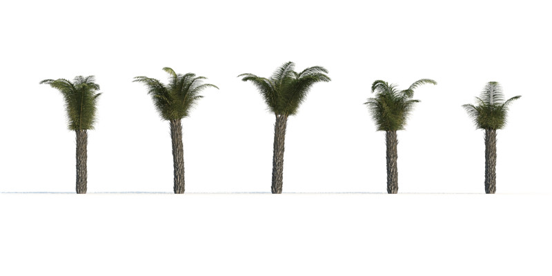 itrees-palms-ButiaCapitata_0005.jpg