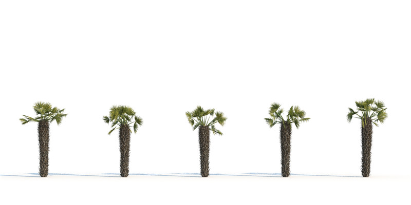 itrees-palms-ChamaeropsHumilis_0000.jpg