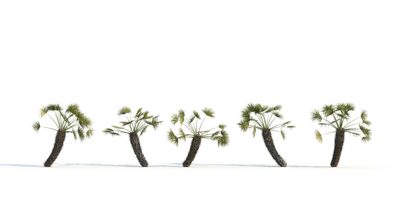 itrees-palms-ChamaeropsHumilis_0001.jpg