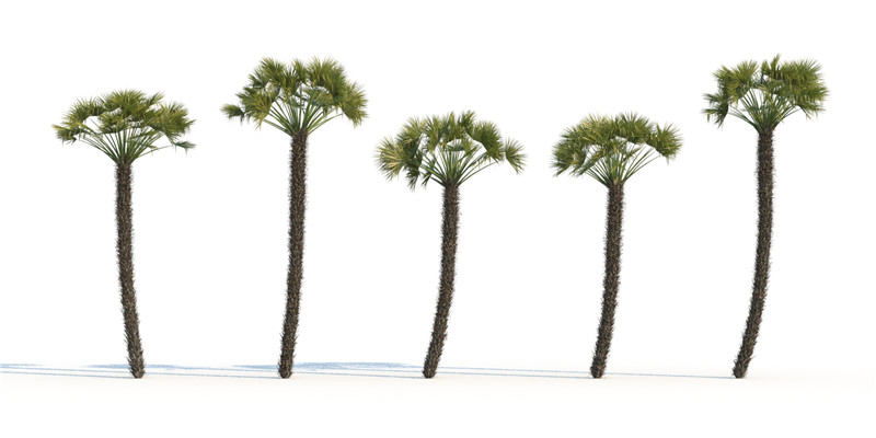 itrees-palms-ChamaeropsHumilis_0005.jpg