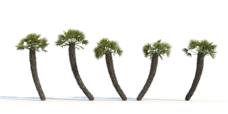 itrees-palms-ChamaeropsHumilis_0003.jpg