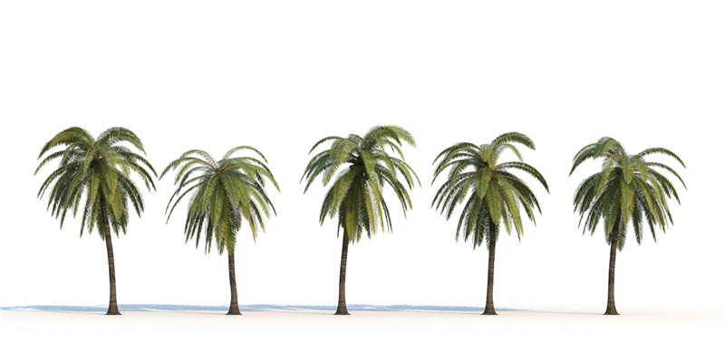 itrees-palms-CocosNucifera_0001.jpg