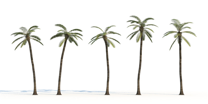 itrees-palms-CocosNucifera_0000.jpg