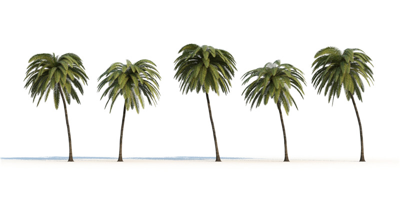 itrees-palms-CocosNucifera_0004.jpg
