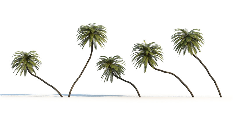 itrees-palms-CocosNucifera_0002.jpg