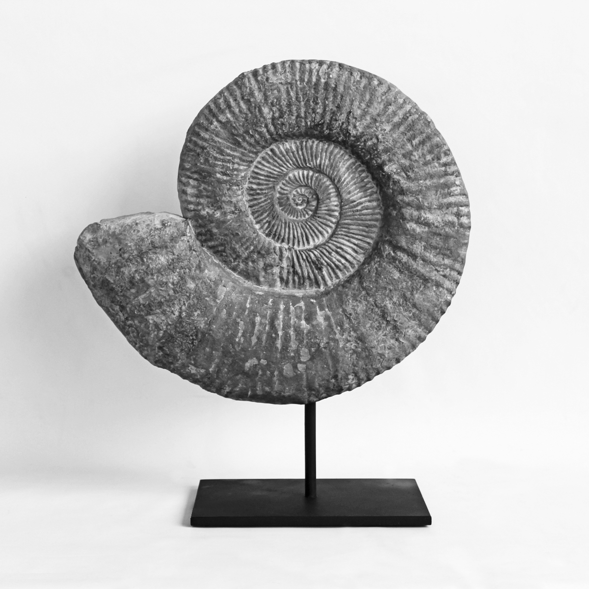 ammonite-fossil-on-stand-3005 BUMP.jpg