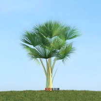 棕榈树组合单体3D模型-编号3320