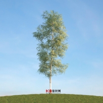 榆树组合单体3D模型-编号3304