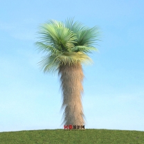 棕榈树组合单体3D模型-编号3323